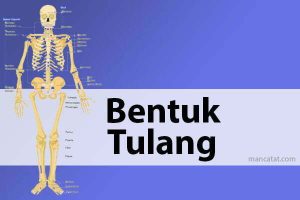 Bentuk Tulang