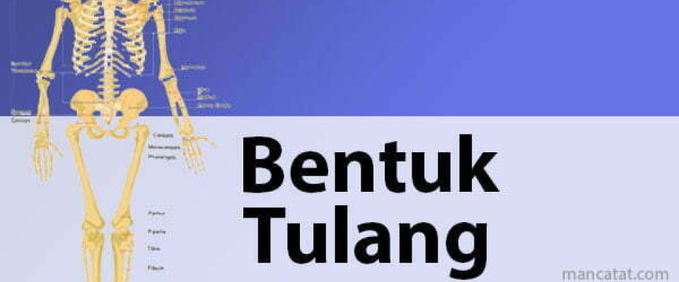 Bentuk Tulang