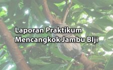 Laporan-Praktikum-Mencangkok-Jambu