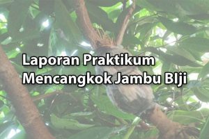 Laporan-Praktikum-Mencangkok-Jambu