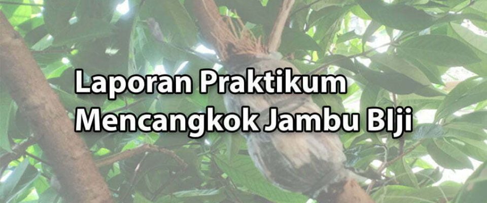 Laporan-Praktikum-Mencangkok-Jambu