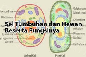 Sel hewan dan tumbuhan beserta fungsinya